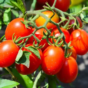 50 Seeds Roma Tomato Heirloom Vegetable Tomatoe Edible Fresh Garden - £7.36 GBP