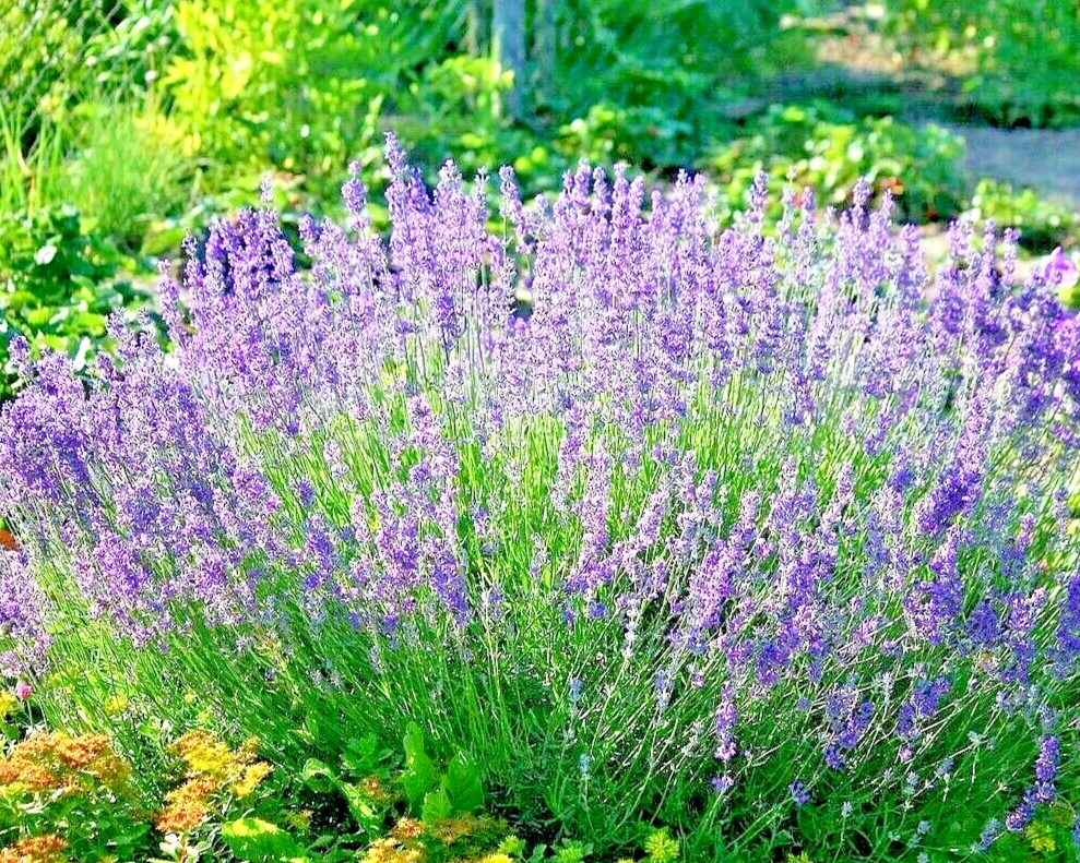 Premium Seeds! 800 Lavender Vera Seeds Mosquito Pest Repellent Bees - €3,63 EUR