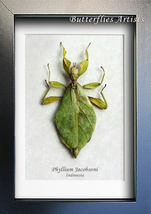 Walking Leaf Mimic Phyllium Jacobsoni RARE Real Entomology Collectible S... - $78.99