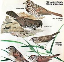 Fox &amp; Round Tailed Sparrows Varieties 1966 Color Bird Art Print Nature A... - $19.99