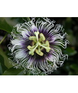 10 Seeds Passion Fruit Purple Granadilla Passiflora Edulis - £14.76 GBP