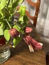 RED ROSE SHRIMP Starter Plant Attracts Hummingbird - $3.99