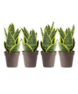 Costa Farms Snake Plant - 4-Pack, Easy Care Indoor &amp; Outdoor Houseplants  - £27.21 GBP