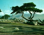 Monterey Cipresso Albero Ciottolo Spiaggia California Ca Cromo Cartolina B4 - $7.13