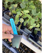 Violette de Bordeaux Fig Tree - Self Fertile - Live Plant - $27.12 CAD