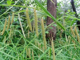 Live Plant Bareroot Carex crinita Fringed Sedge Freshly Collected - £21.58 GBP