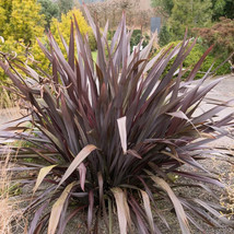 10 Seeds Purple New Zealand Flax Phormium Tenax Purpureum Ornamental Grass Fresh - £19.82 GBP