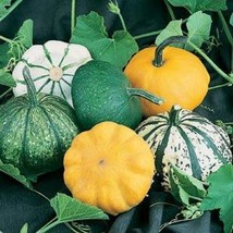 Squash Seeds 50 Seeds Squash Scallop Blend Vegetable Seeds Fresh Garden - $15.09