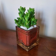 Succulent in Glass Candle Holder, Haworthia Obtusa in Upcycled Planter image 2