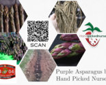 25 Purple Pacific Live Asparagus Bare Root -2yr Crowns - Hand Picked Nur... - $38.90