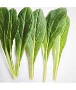 SEPTH Japanese Mibuna Cabbage Seeds Brassica Rapa Var. Nipposini B293 - $8.97