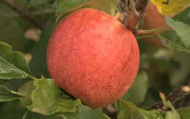 25 Red Falstaff Apple Seeds Planting USA Shipping - £7.70 GBP