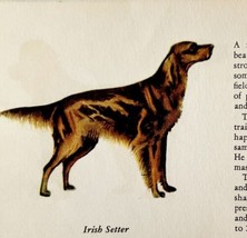 Irish Setter 1939 Dog Breed Art Ole Larsen Color Plate Print Antique PCBG18 - $570.90 MXN