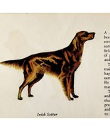 Irish Setter 1939 Dog Breed Art Ole Larsen Color Plate Print Antique PCBG18 - $570.01 MXN