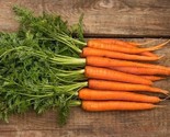 KKG 300 Scarlet Nantes Carrot Seeds Non Gmo Planting Seeds - $13.95
