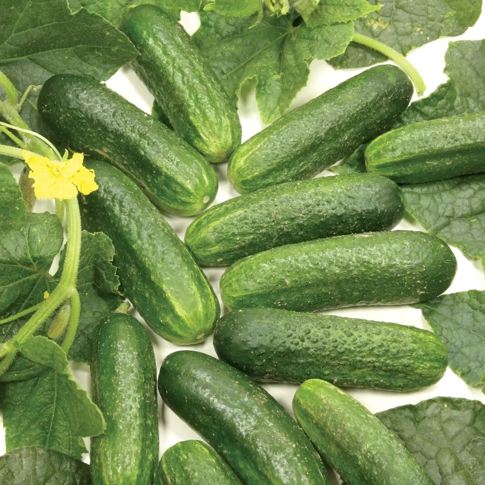 Best 25 Seeds Diamante Cucumbers Planting Edible Food Easy to Grow Garden - $4.80