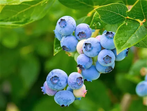 50 Southern Highbush Blueberry Pre-Stratified Vaccinium Corymbosum Shrub Seeds G - $6.00