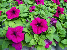 50 Limbo Violet Petunia Seeds Fresh Seeds Gardening USA - $23.50