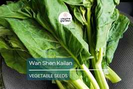 500mg Wan Shen Kailan Seeds - Heirloom Chinese Broccoli - Tender Asian G... - $5.00+