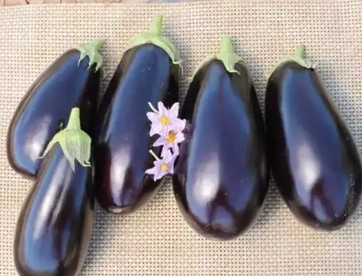 American Hybrid Eggplant Seeds (20 Seeds) A1014 Hybrid American E - £11.25 GBP