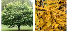 quart pot American Hornbeam tree (Carpinus caroliniana) Garden &amp; Outdoor... - £36.05 GBP