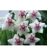 Hoya Tissue Culture Media – Powder Mix Plant Propagation Nutrient Formula - $539.91 MXN+