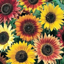 LWK Sunflower Seeds Mix 50 Lemon Queen Velvet Queen Red Sun Chocolate Ch... - $265.04 MXN