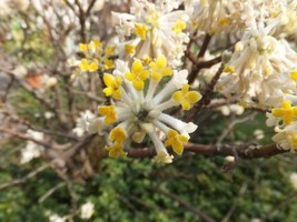 Edgeworthia Chrysantha Paperbush Plant Oriental Paperbush 100 Seeds USA Garden - £15.12 GBP