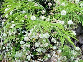 20 Feather Tree Fern Of The Desert Feather Bush Lysiloma Thornberi Shrub Seeds G - £8.36 GBP