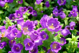 60 Seeds Canterbury Bells Perennial Flower - $10.11