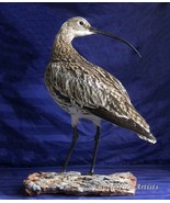 Eurasian Curlew Bird Ornithology Mount Museum-Quality Educational Displa... - $549.99