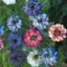 100 Seeds LOVE IN A MIST Mixed Colors Nigella Unique Seed Pod Dried Heirloom USA - £9.59 GBP