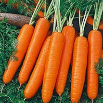 Carrot, Scarlet Nantes, Heirloom, 100 Seeds, Tasty Carrot for Snacks - £2.35 GBP