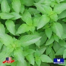 Basil Herb Seeds - Lemon Non-Gmo Heirloom Garden Usa Shipping - $5.78