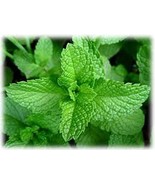 1000 Mojito Mint Seeds, Mentha x villosa Perennial Plant Culinary Herb M... - $9.86