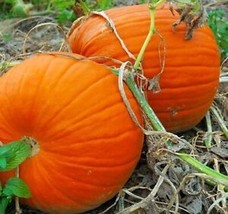 SEPTH Pumpkin Seeds For Planting Max Connecticut Jack O Lantern Non-Gmo ... - $3.99