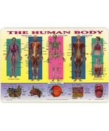 Painless Learning Placemat: Human Body - $181.63 MXN