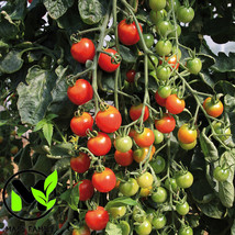 Tomato Cherry Supersweet 100 Seeds Bio/Organic - £8.02 GBP