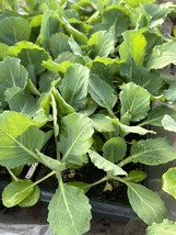 Lot Of 4 Golden Cross Cabbage Live Plants 6 To 10 Inches 75 Days Old Fre... - $44.00