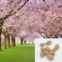 Pink Cherry Blossoms Tree Sakura 10 seeds - £4.93 GBP