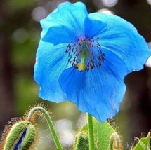 Blue Poppy Himalayan Blue Meconopsis Perennial Flowering Home Garden Us 200Seeds - £7.38 GBP