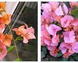Bougainvillea HUGH EVANS Small Well Rooted Starter Plant - $46.93