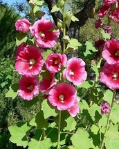 25 Bright Hot Pink Hollyhock Alcea Rosea Flower Seeds Perennial Grown In Usa Gar - £8.72 GBP