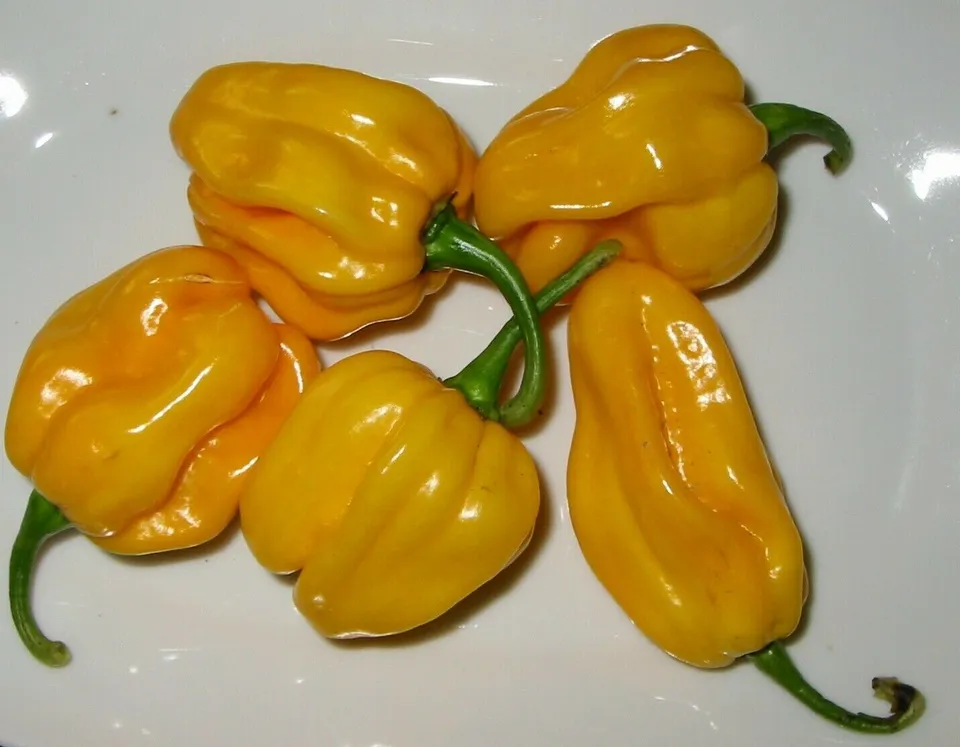 Jamaican Yellow Habanero Pepper Mushroom Chile 25 Seeds  - £7.72 GBP