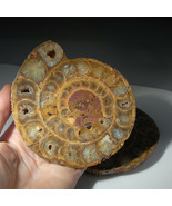 2 OFF - Ammonite Fossil Cut Pair - beautiful specimens.... - €247,95 EUR