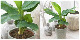 Musa Patio Tropicana Bananas Very Easy To Grow And Great House Live Plant 6&quot; Pot - £62.34 GBP