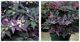 Purple Flash Ornamental Pepper Seeds Vegetable 300pcs Seeds - £17.20 GBP