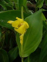 10 Seeds Golden Canna Wild Canna Canna flaccida  - £15.53 GBP