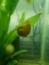 3 Gold Mystery Snails (Pomacea Bridgesii) Live Freshwater Snail - £7.63 GBP