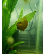 3 Gold Mystery Snails (Pomacea Bridgesii) Live Freshwater Snail - $184.99 MXN